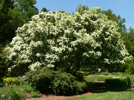 {Chionanthus retusus}